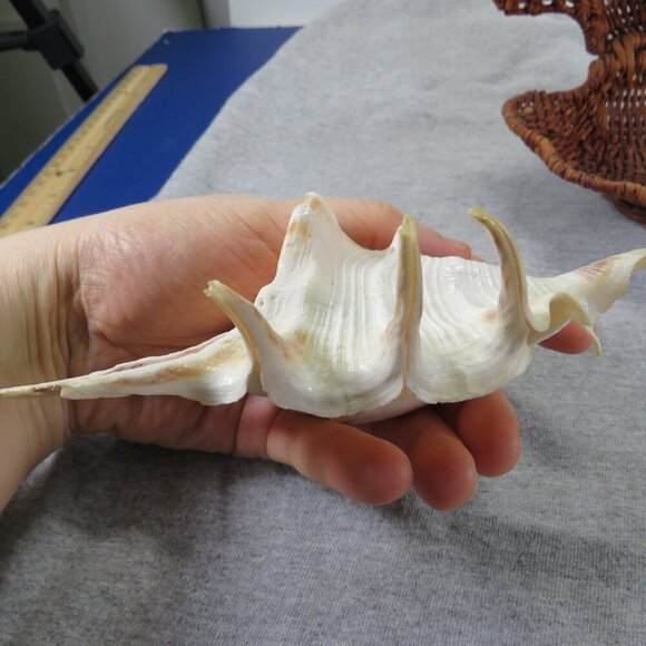 Wicker Basket Clam Shell & Spider Conch Sea Shell - Picture 11 of 13
